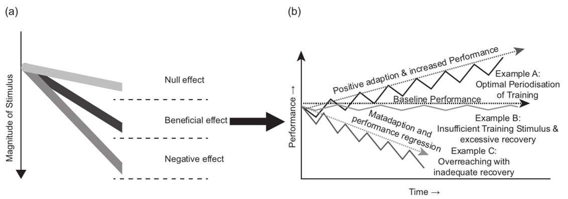 The acute and chronic hormetic response to exercise training