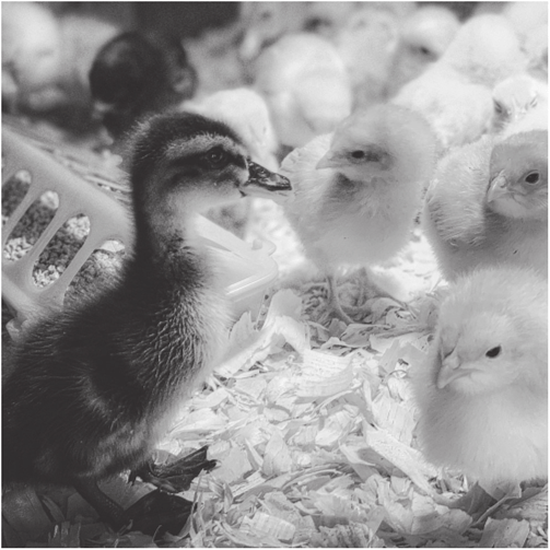 Ducklings and chicks. (Photo courtesy of Jessica Vierling-West.)