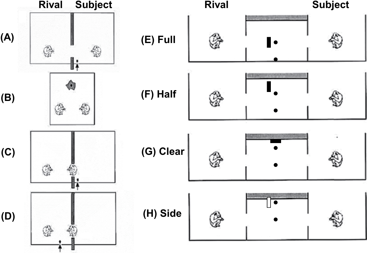 Testing the visual perspective taking in chimpanzees