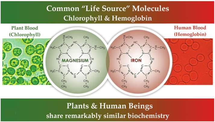 Other than their respective 2* cations (magnesium in chlorophyll, and iron in hemoglobin), these Kingdom of Life-defining molecules share remarkably similar biochemistries