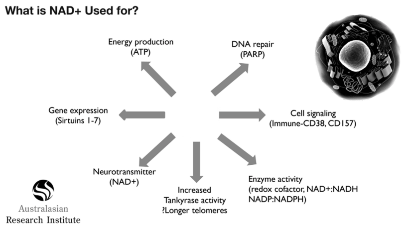 What is NAD+ used for?