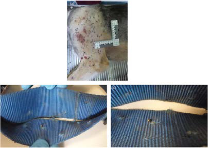 (a) Dog shot with shotgun (birdshot) from the left side, (b and c) Collar from dog shot with shotgun containing pellets from a shotgun round