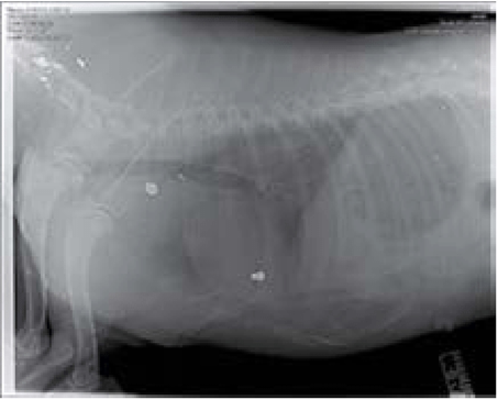 (a,b) Same dog shot multiple times with different types of ammunition, (a) 0.22 snake shot (pelleted rounds) to the face, (b) 0.22 rounds to the thoracic region