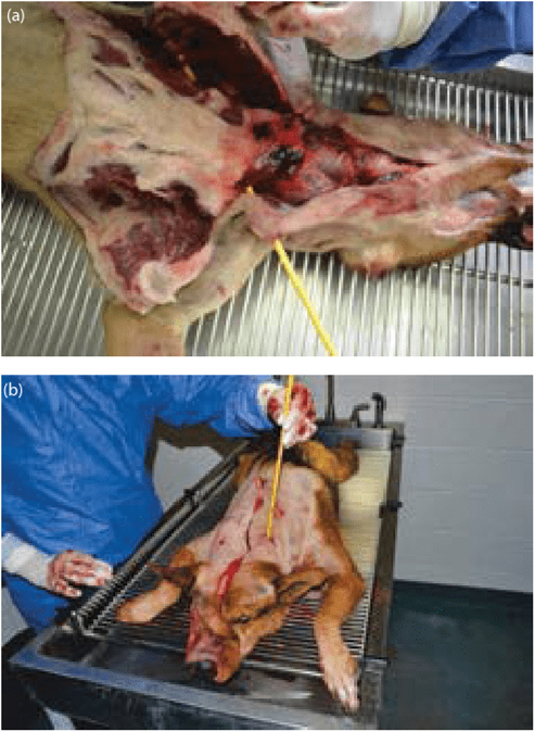 (a,b) Using a trajectory rod to assist in documenting projectile pathways through the animal