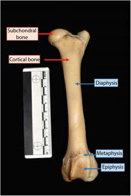 Parts of the bone and denoting compact versus subchondral bone