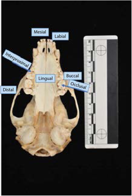 Dental direction terms indicated on inferior view of raccoon skull