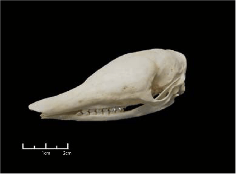 Lateral view of armadillo skull