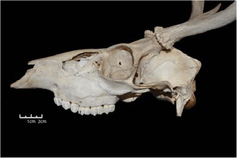 Lateral view of whitetail deer skull