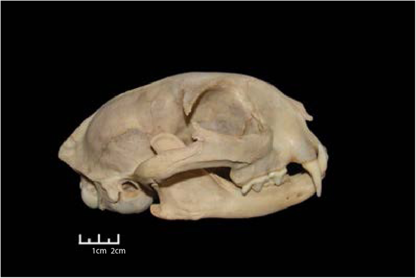 Lateral view of bobcat skull