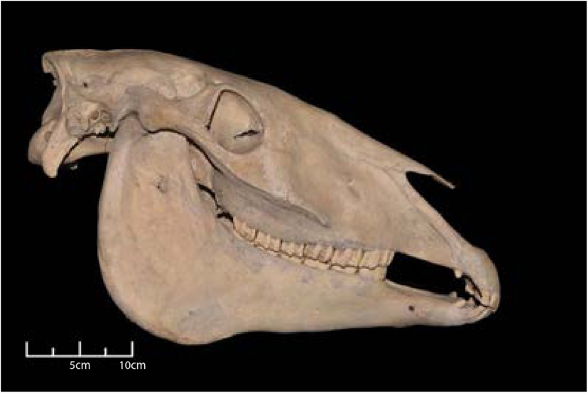 Lateral view of horse skull