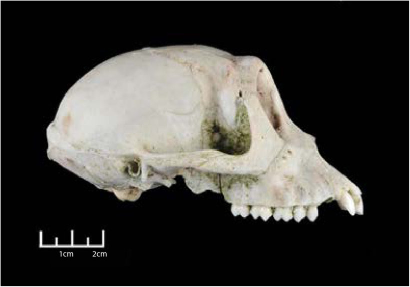 Lateral view of Old World monkey skull