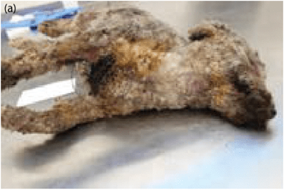 (a,b) Dog placed in BBQ; 40% of dog's exterior surface shows burning, scorching, and singeing of the fur and integument. (Photo courtesy Dr. J.D. Struthers.)
