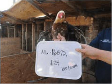 Using marker board to photograph bird with case information