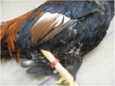 Bird with band on leg. Used in fighting matches, will usually match up with event keep cards