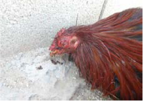 Wounds to face and head. Notice combs and wattles have been removed. (Courtesy Ruthie Jesus.)