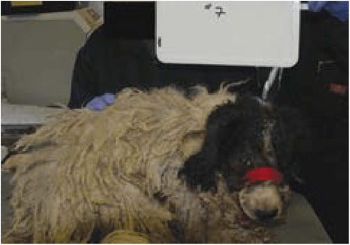 Dog with matted hair coat