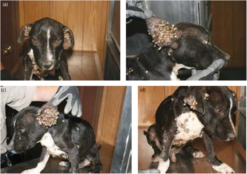(a) Tick infestation, front view, (b) Tick infestation, right view, (c) Tick infestation, left view, (d) Tick infestation, chest view, (e) Pale mucus membranes of dog with tick infestation
