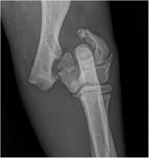 Craniocaudal view of the elbow in a young dog