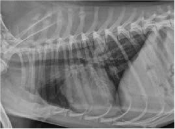 Lateral thoracic view of a rescue dog with unknown history. Multiple healing spinous process fractures and a pulmonary hematoma are present