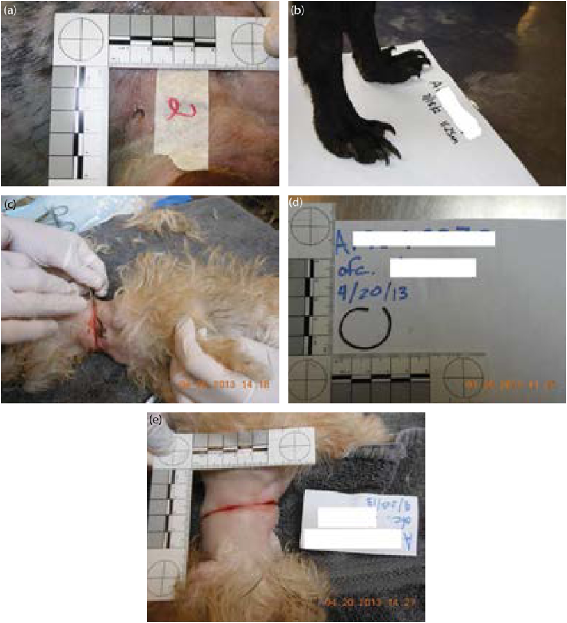 (a) Example of a close-up necropsy photo of a bullet wound with scale,