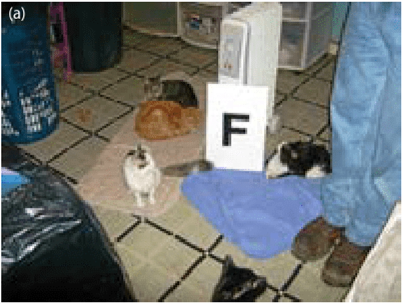 (a) All animals in a hoarding situation need to be photographed in situ with some type of identifying number or letter,