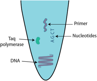 The process of polymerase chain reaction