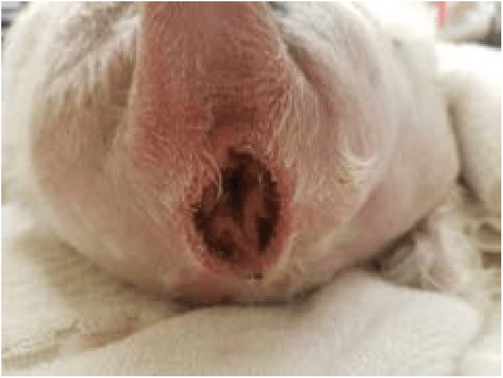 Pseudocoprastasis trauma post-removal of a fecal dam in a 6-year-old spayed female Bichon Frisé. (Author's photograph.)