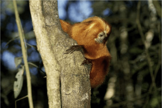 Golden lion tamarin Leonthopitecus rosalia from Silva Jardim, Brazil. Photo