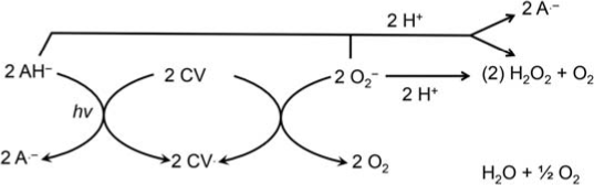 Mechanism of ascorbate enhancement of crystal violet toxicity