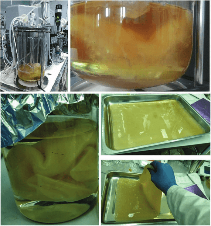 Scaling process of the bacterial cellulose synthesis in agitated culture in the fermenter and surface static culture