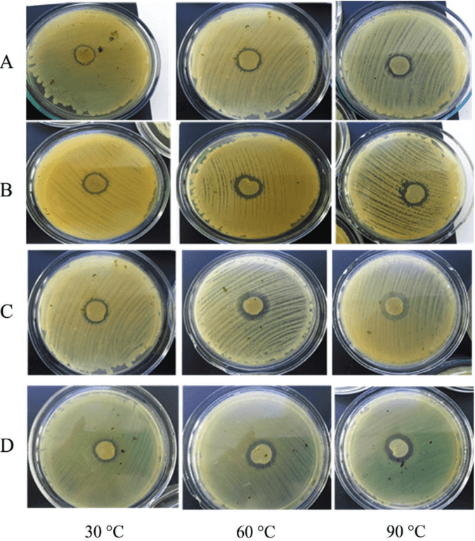 Inhibition of E. coli (A), K. pneumoniae (В), P. aeruginosa (C), and 5. aureus (D) with BC/AgNP composites obtained at different temperatures of the reaction medium