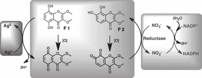 Prospective mechanism for silver NP biosynthesis