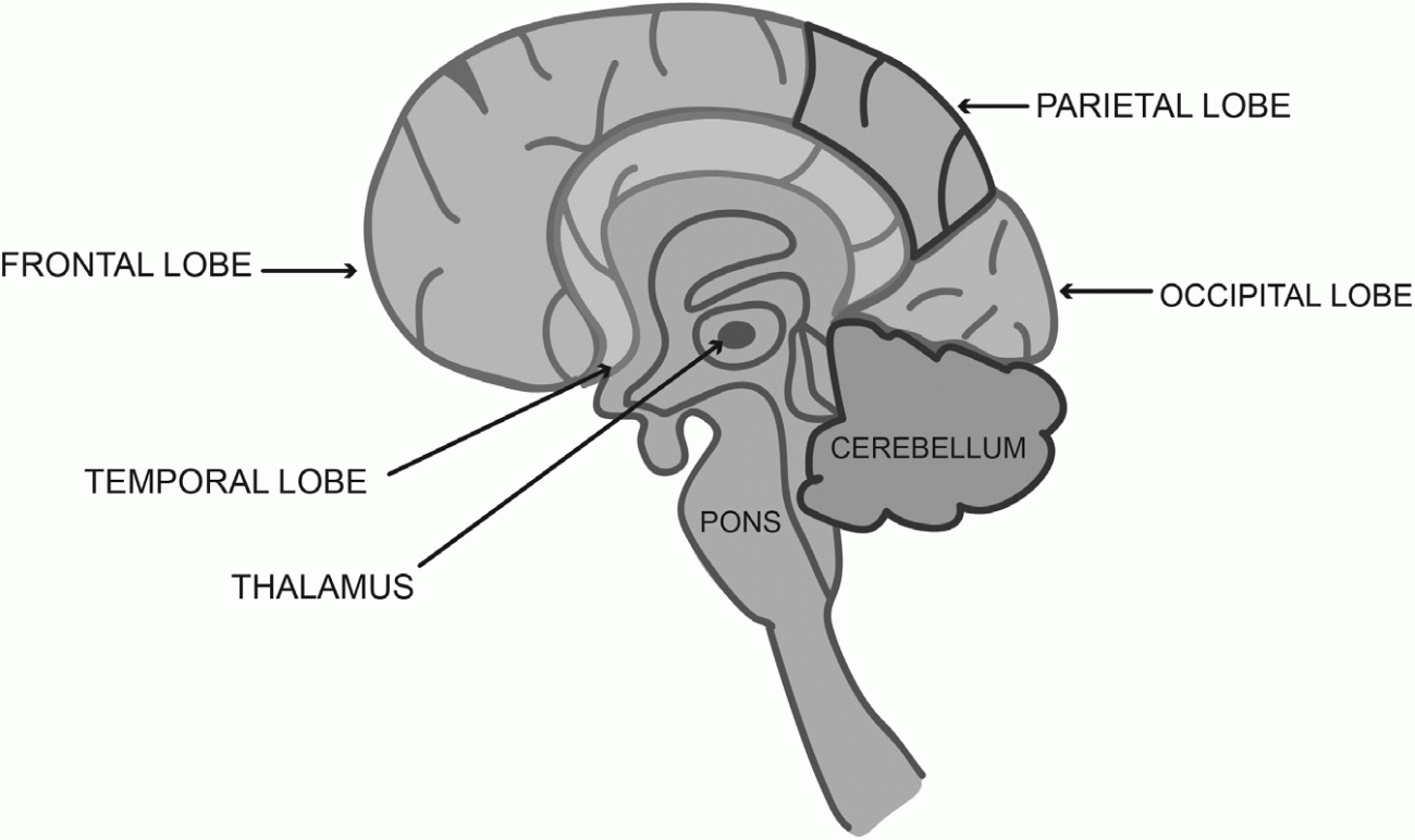 The triune brain - Attachment and Adult Clinical Practice: An ...